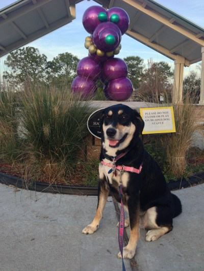 It's a dog made of giant beads. Choppy seemed to enjoy it (though she may have been waiting to bark at a nearby dog. I like to think it was the former, but I'm pretty sure it was the latter).