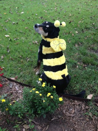 Choppy makes a great bee, even if she doesn't bee-lieve she does.
