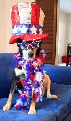 Everyone loves a patriotic dog (well, except Choppy, who probably thinks she can be patriotic without all the bells and whistles).