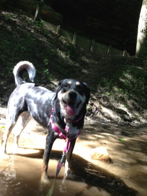 A trip to Turkey Creek State Park with Izzy (not pictured) - this is what a happy and exhausted Indiana dog looks like.