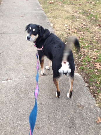Choppy hasn't been to Indiana in a couple weeks. She seems quite happy to be back for the weekend!
