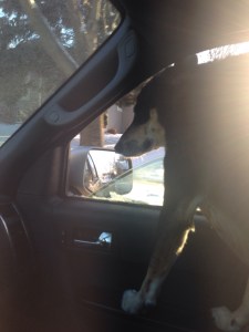 Another picture of Choppy braving the cold to stick her head out the window. As you can see, she didn't do it very long. Or look very happy about it.