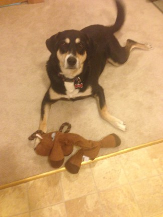 Choppy: my helper for the evening. I'm pretty sure she really just wanted me to drop food for her.