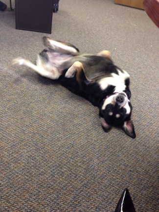 This is Choppy at work. If only they allowed me to randomly roll around on the floor...