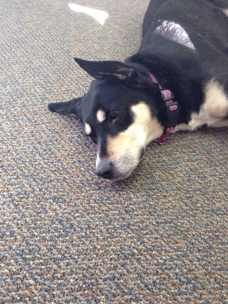 I'm pretty sure this is what Choppy would look like as a Doberman.