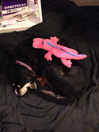 Choppy didn't get to go to work on Thursday. She moped.