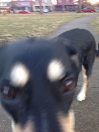 Her bewilderment as to the reason for me taking her picture led to an attempt to play. It did not help with the picture taking.