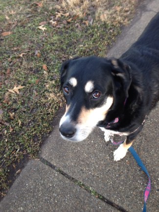 I am pretty sure Choppy had no idea why I was taking her picture.