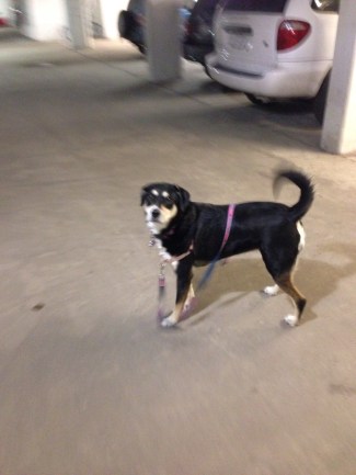 It may have warmed up, but Choppy is still getting some time in the garage (chances she is getting garage time because it is still not that warm and someone doesn't want to walk outside that much? High. Very high).