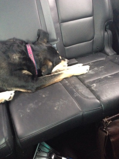 Choppy would say thank you, but she has to catch up on her beauty sleep. So long as beauty involves one ear being stuck in the air.