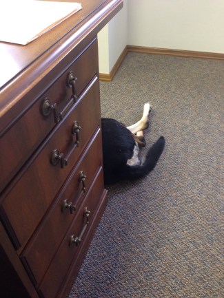 Office dog rear end.