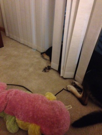I hope Choppy didn't think this was a good hiding spot.