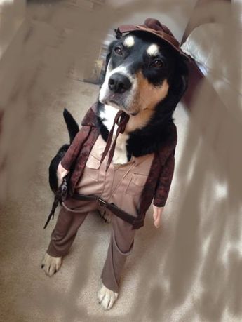 "We named the dog Indiana."