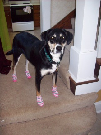 I'm pretty sure the eyes indicate Choppy has evil intentions toward me.