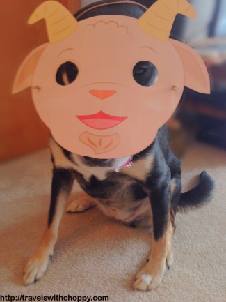 In related news, Choppy did not enjoy wearing this particular mask.