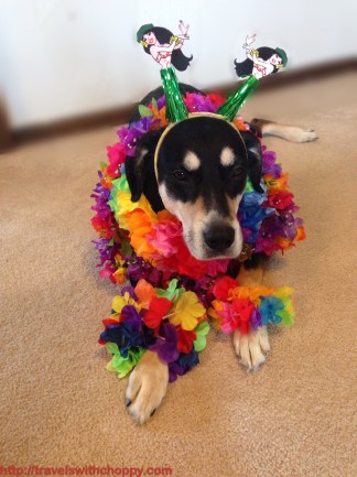 This is one trip Choppy isn't joining us for - though I am pretty sure she'll get a souvenir or two.