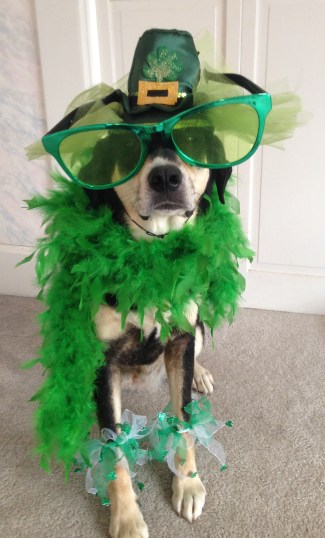 This. This is definitely a reason Choppy does not like St. Patrick's Day.