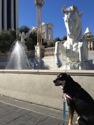 This isn't the real Caesar's Palace, is it?...Did Caesar live here?