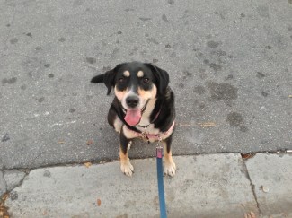 Choppy has no idea what is going on in this picture.