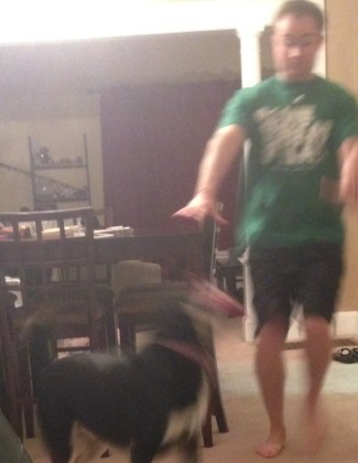 The dog wants to play. All. The. Time.