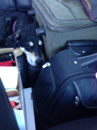 Over the weekend, we were in Indiana and moved a lot of things home. I'm pretty sure Choppy was not happy with her small seat in the car.