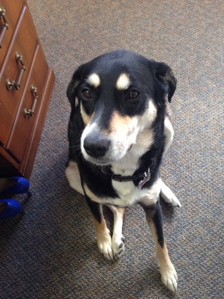 This is just a random picture of Choppy, but you can see her lazy sit in it. The Lazy Sit: When Regular Sitting Is Just Too Much Effort.