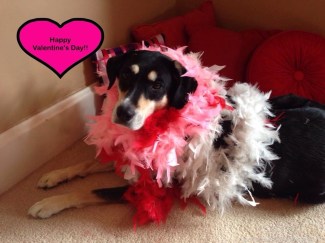 Happy Valentine's Day