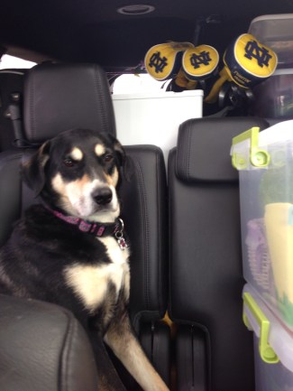 The Indiana house is finally on the market, so Choppy won't have so many crowded back seat rides.