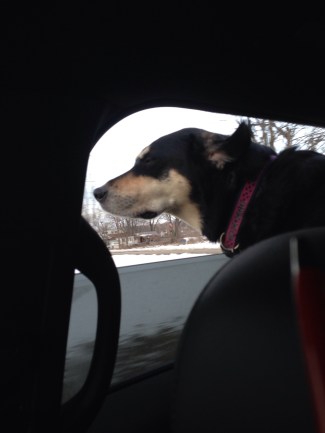 Hey, just because the temperatures only involve single digits doesn't mean a dog can't enjoy a little wind in the face.