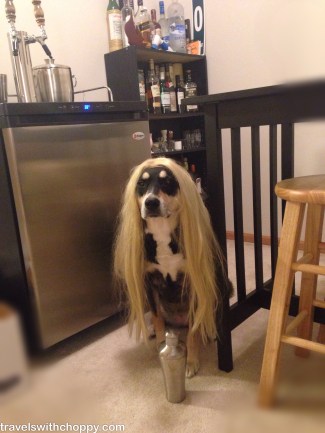 I think the blonde wig brings out the white in Choppy's fur.