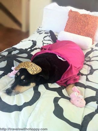 I'm pretty sure Choppy would prefer treats to celebrate the day over dressing up (don't worry, she'll have both).