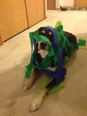 Choppy didn't seem to mind. Then again, she also expected a treat. So that may have influenced things just a little.