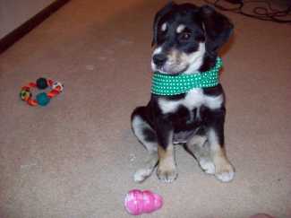 National Puppy Day: a time to avoid looking at the Internet, lest I want a second dog.