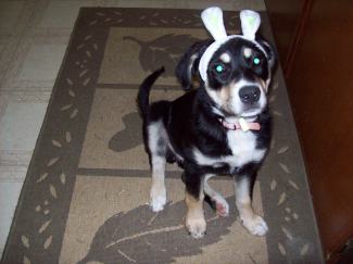 Hopping down the bunny trail (and hoping someone takes those ears off of her head).