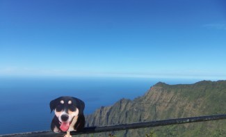 "Choppy" brought her binoculars to the Kalalau Valley Lookout. She didn't see any nudists. But she did have this seemingly unreal view. She'll call it a win. 