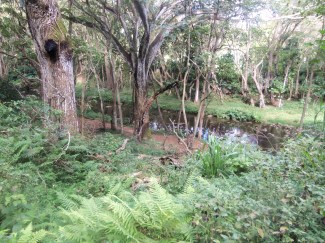 The jungle: gorgeous. Also? Throughout the hike you could hear chickens (because: Kaua'i). You could also hear cardinals, which is a bit odd (because: not the Midwest).
