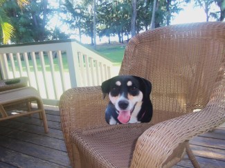 It's not so bad that she was stuck at the house. She's got a view of the ocean and lots of yard to play in.