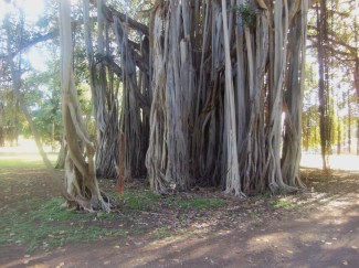 Somewhere in that picture, "Choppy" is posing underneath this amazing banyan tree.