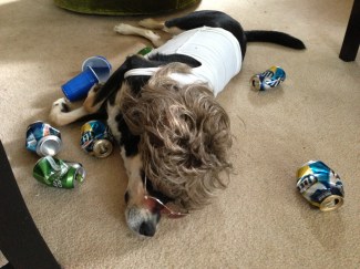 No dogs were drunk in the making of this photograph. Though Choppy may have wished she was.