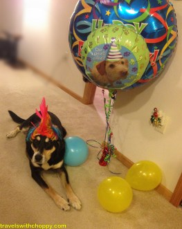 Happy Gotcha Day, Choppy!