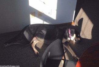 After a week of vacation at the kennel, Choppy promptly got back to work (at napping).
