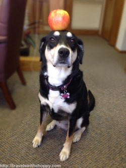 Choppy is just happy I went with a Johnny Appleseed reference instead of a William Tell one.