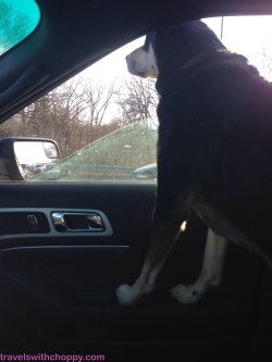 Stuck in traffic? Choppy is going to take advantage of that (and wake up) to stick her head out. I am just thankful that the weather is good enough that I can have the window down and not need gloves or a hat to be comfortable.