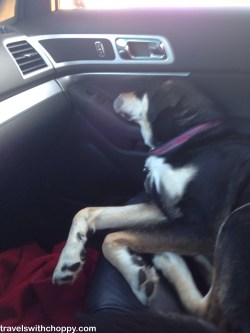 And because she didn't get enough sleep while at work, here's Choppy sleeping on the drive home.