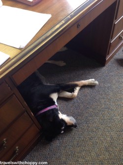 Things I will never stop saying: I am very jealous that my dog gets to nap at work.
