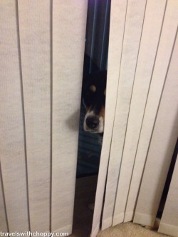 If Choppy thinks the curtains are a good hiding place, she's going to lose a lot of hide and seek games.