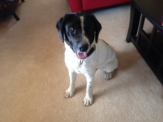 You know how I know this isn't Choppy? This dog weighs a proper amount for the size he is. Among other more obvious reasons.