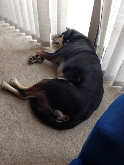 After a few minutes chasing non-existent rabbits, it's time for a nap.