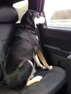 Someone looks like she needs a little air.