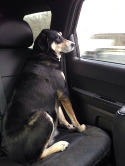 The face of a dog oblivious to her Internet presence (/trying not to look at the pile of vomit on the seat next to her).